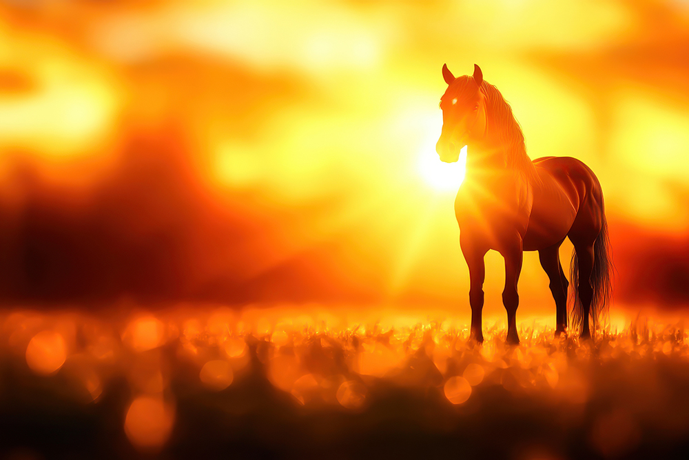 丙午(ひのえうま)の年:人生、幸運、そして前進